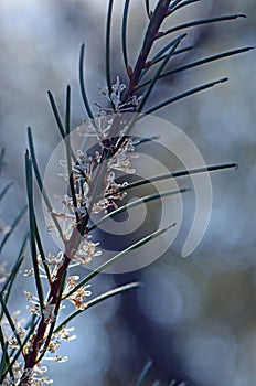 Delicate flowers and long prickly needle-like leaves of the Australian native Needlebush, Hakea gibbosa, family Proteaceae,