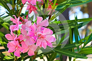 Delicate flowers of a pink oleander, Nerium oleander, bloomed in the spring. Shrub, a small tree from the cornel Apocynaceae