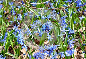 Delicate flowers scilla siberica bloom in the forest, harbingers of spring