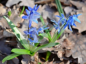Delicate flowers scilla siberica bloom in the forest, harbingers of spring