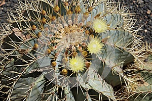 Delicate flowers and sharp spikes of cactus. The prickly plant