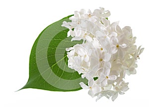 Delicate flowers of snow-white lilac and green leaf isolated on white