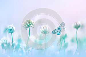 Delicate flowers of white clover and butterfly in pastel colors. Spring summer blur macro  background.