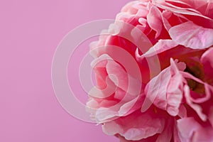 Delicate fluffy pink peony on pink background.