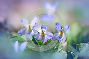 Delicate blue forest violets. Spring easter card