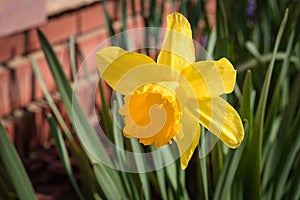 Delicate and fragail narsissus flower blooming in springtime in a front garden