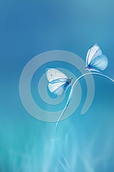 Delicate  fragile butterflies on a blue background. Summer minimalist image.