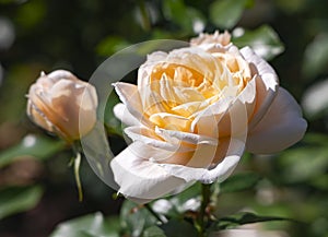 Delicate fragrant beautiful tea cream rose flower bloom closeup among emerald leaves