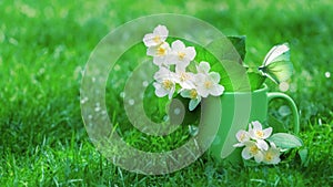 Delicate fragrant bouquet of jasmine in a green cup and  butterfly on green grass. Green image.