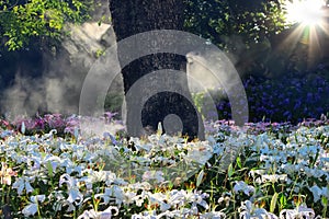 Delicate fragrant white lilies in a foggy garden. Floral summer landscape.