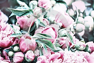 Delicate fresh flowers and buds pink peonies