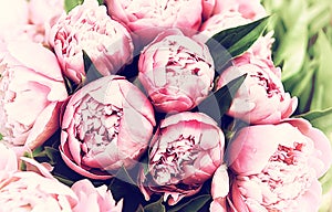 Delicate fresh flowers and buds pink peonies