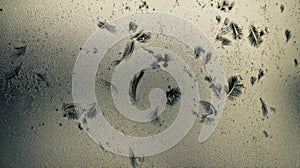 Delicate frost patterns on glass resembling feathers in winter light