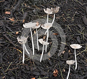 Delicate Fungi Growing in Damp Mulch