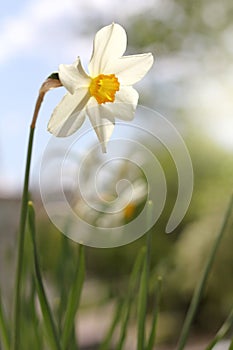 Delicate garden decoration