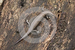 Delicate Garden Skink