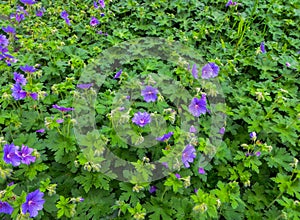 Delicate garden spring flowers of lilac-blue color