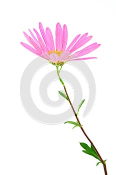 Delicate gerbera daisy