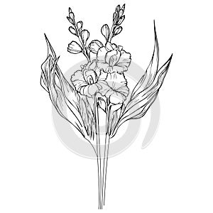 Delicate gladiolus tattoo. gladiolus vector illustration, beautiful Preciosa flower bouquet, hand-drawn coloring pages and book photo