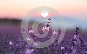 Generative-AI, Soft Pastel Gradient from Blush Pink to Lavender photo
