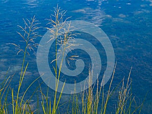 Delicate grass along river edge