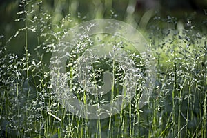 Delicate grass with tiny spider webs and dew drops