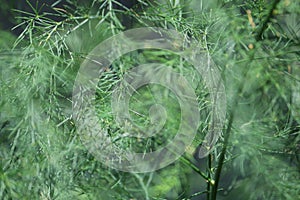 Delicate green asparagus close-up