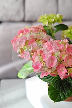 Delicate green and pink Hydrangea inflorescences