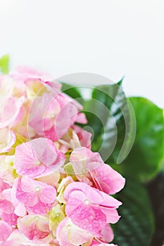 Delicate green and pink Hydrangea inflorescences