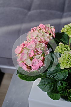 Delicate green and pink Hydrangea inflorescences