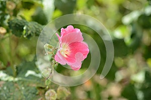 Delicate hollyhock flowers in a summer garden on a sunny day