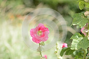 Delicate hollyhock flowers in a summer garden on a sunny day