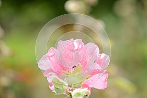 Delicate hollyhock flowers in a summer garden on a sunny day