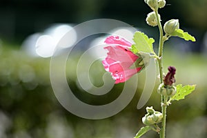 Delicate hollyhock flowers in a summer garden on a sunny day