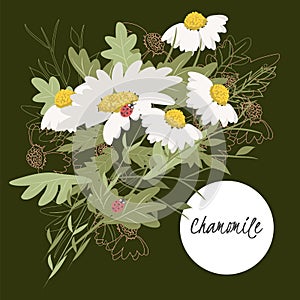 Delicate illustration chamomile flower