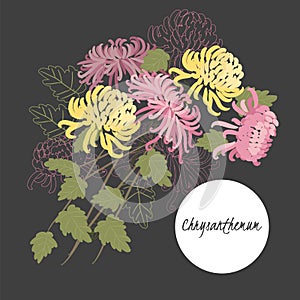 Delicate illustration chrysanthemum flower