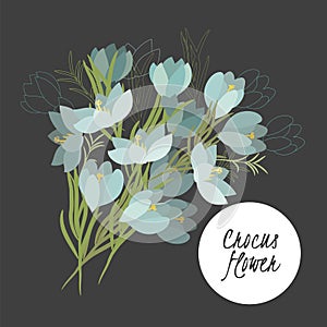 Delicate illustration crocus flower