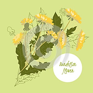 Delicate illustration Dandelion flower