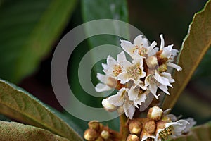 Delicate inconspicuous white flowers of a medlar tree blossom on Sicily in autumn