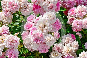 Delicate inflorescences of pale pink roses of Les Quatre Saisons variety, growing outdoors in a garden or park. Elegant pink and photo