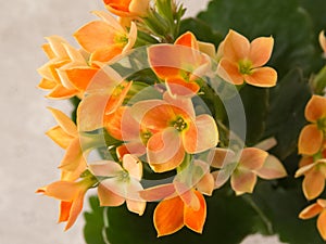 Delicate Kalanchoe blossfeldiana blooming orange color with green leaves on white background.