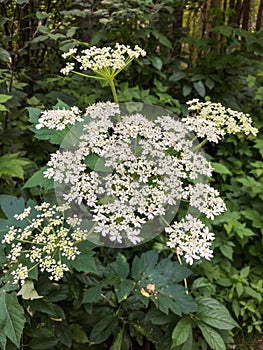 Delicate lacey white flowers of Cow Parsnip,Heracleum maximus, in woodland. photo