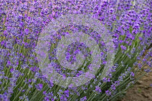 Delicate lavender flower bushes close up.