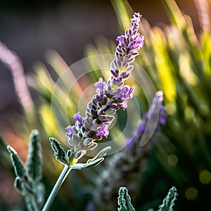 Delicate Lavender Flower in Rustic Garden