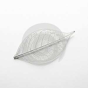 A delicate leaf skeleton is displayed against a white background