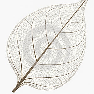 Delicate leaf skeleton with intricate veins on a plain background. The fine network of veins is