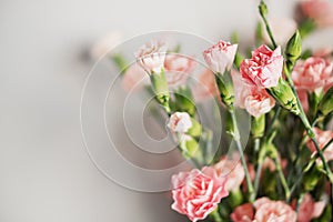 Delicate light pink carnation flowers on a light gray background