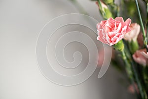 Delicate light pink carnation flowers on a light gray background