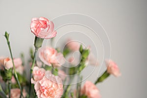 Delicate light pink carnation flowers on a light gray background