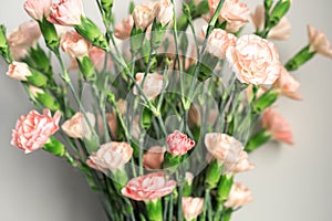 Delicate light pink carnation flowers on a light gray background